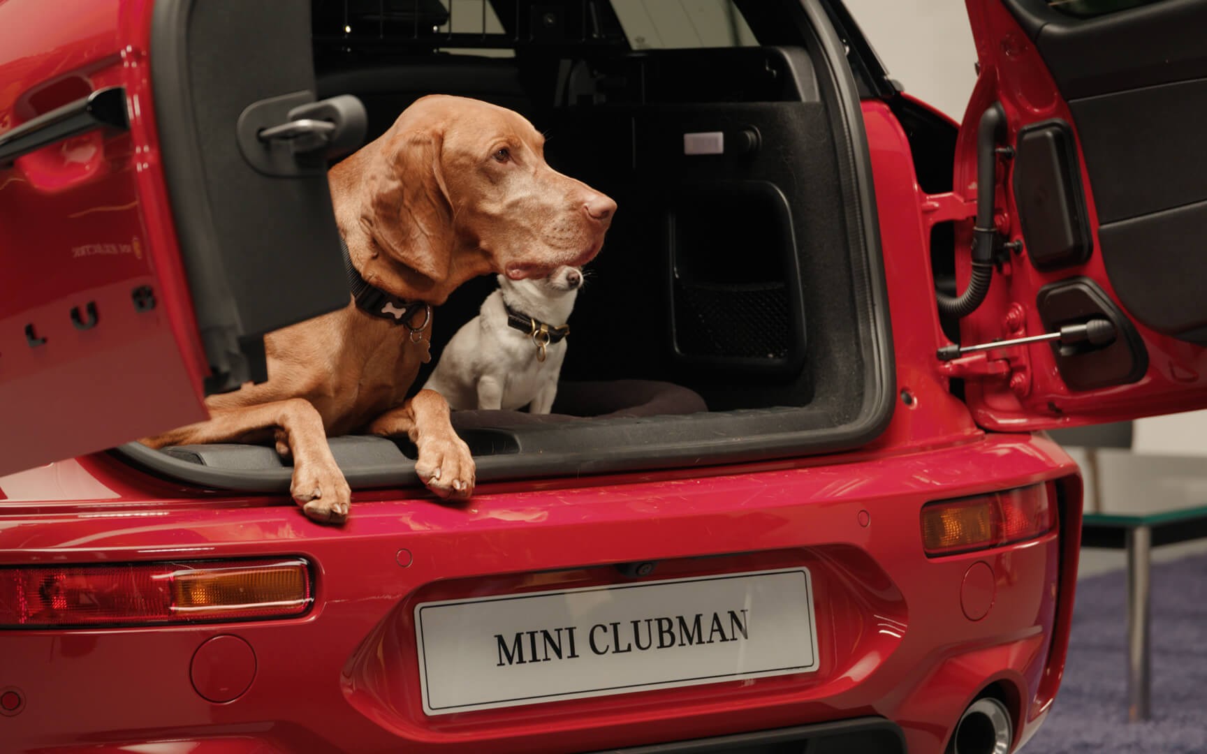 dogs on mini clubman